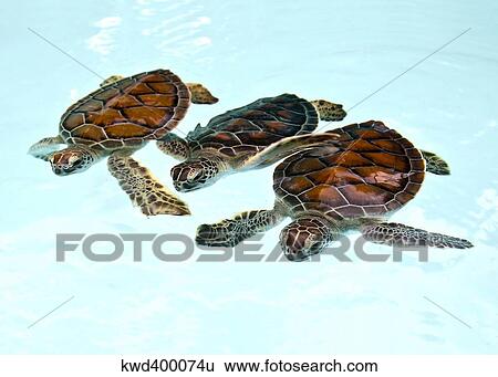 Stock Photograph - Three baby green turtles in nursery pool in Riviera Maya, Mexico.. Fotosearch