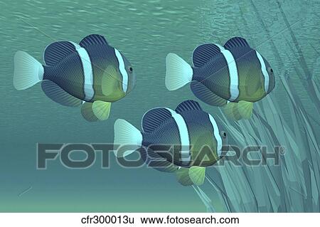Stock Illustration - Three clownfish swim close to some seaweed plants.. Fotosearch