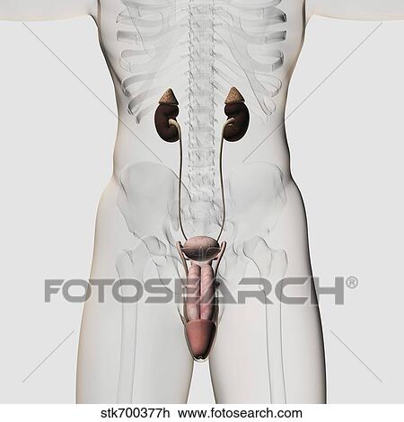 Three dimensional medical illustration of male urinary system. View Large Illustration Drawing - Three dimensional medical illustration of male urinary system.. Fotosearch