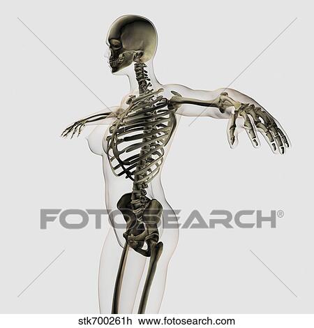 Three dimensional view of female skeletal system. View Large Illustration Drawing - Three dimensional view of female skeletal system.. Fotosearch
