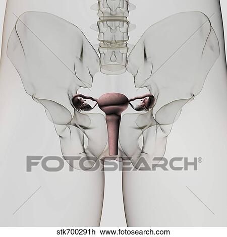 Three dimensional view of female reproductive system. View Large Illustration Drawing - Three dimensional view of female reproductive system.. Fotosearch