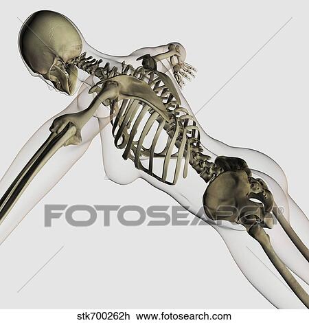 Drawing - Three dimensional view of female spine and skeletal system.. Fotosearch