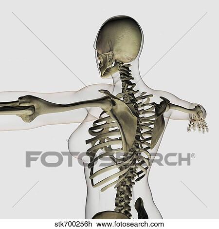 Three dimensional view of female upper back and skeletal system. View Large Illustration Drawing - Three dimensional view of female upper back and skeletal system.. Fotosearch