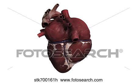 Drawing - Three dimensional view of human heart, back.. Fotosearch