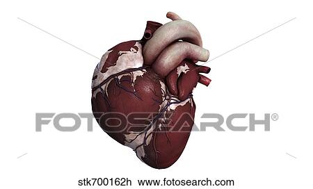 Drawing - Three dimensional view of human heart, front.. Fotosearch