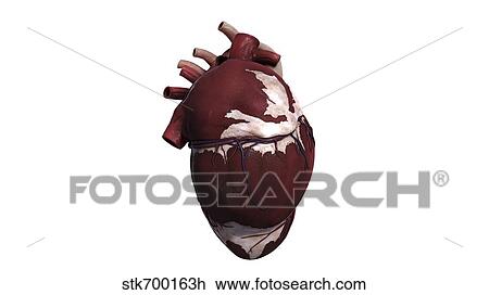 Three dimensional view of human heart, left side. View Large Illustration Drawing - Three dimensional view of human heart, left side.. Fotosearch