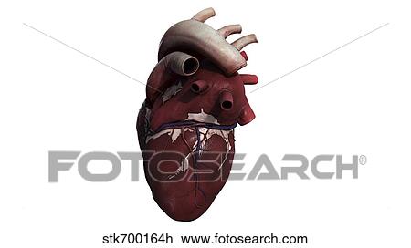 Drawing - Three dimensional view of human heart, right side.. Fotosearch