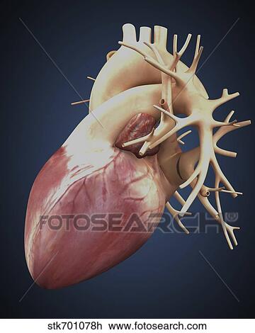 Three dimensional view of human heart. View Large Illustration Drawing - Three dimensional view of human heart.. Fotosearch