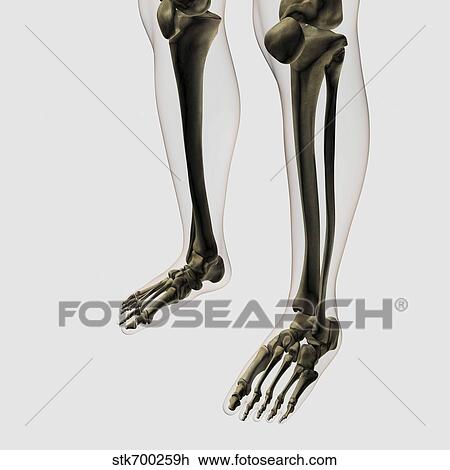 Drawing - Three dimensional view of human leg and feet bones.. Fotosearch