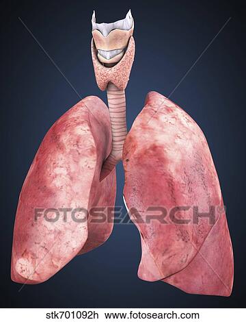 Three dimensional view of human lungs. View Large Illustration Drawing - Three dimensional view of human lungs.. Fotosearch