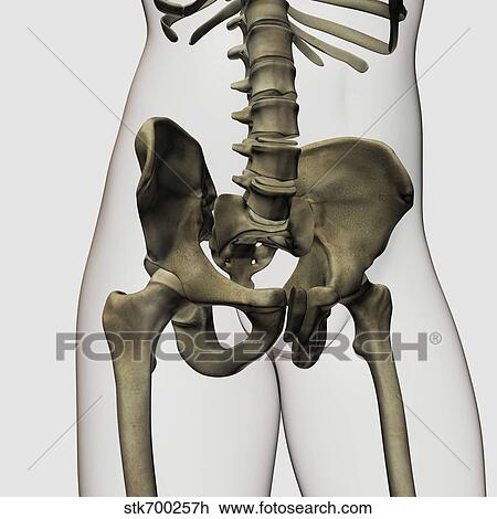 Drawing - Three dimensional view of human pelvic bones.. Fotosearch