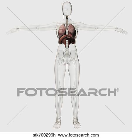 Three dimensional view of the female respiratory system. View Large Illustration Drawing - Three dimensional view of the female respiratory system.. Fotosearch