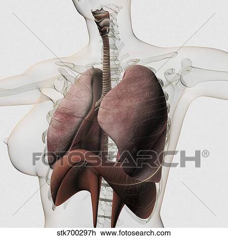 Drawing - Three dimensional view of the female respiratory system.. Fotosearch