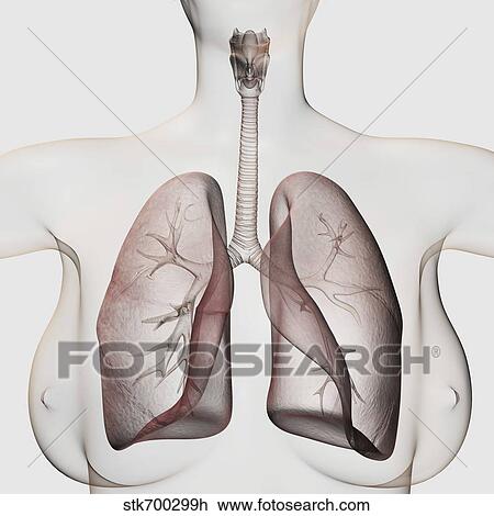 Drawing - Three dimensional view of the female respiratory system.. Fotosearch