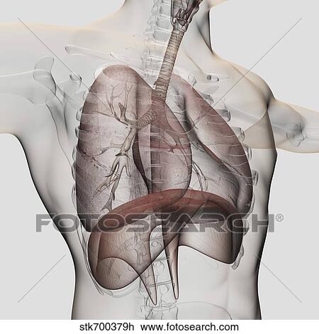 Drawing - Three dimensional view of the male respiratory system.. Fotosearch