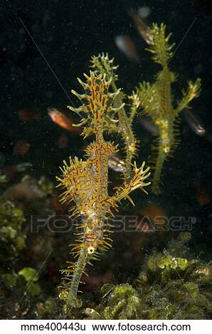 Three harlequin ghost pipefish, North Sulawesi, Indonesia. View Large Photo Image Stock Photograph - Three harlequin ghost pipefish, North Sulawesi, Indonesia.. Fotosearch