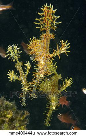 Stock Photograph - Three harlequin ghost pipefish, North Sulawesi, Indonesia.. Fotosearch