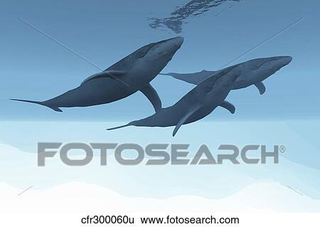 Three humpback whales swim together in the vast open ocean. View Large Illustration Stock Illustration - Three humpback whales swim together in the vast open ocean.. Fotosearch