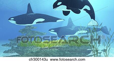 Stock Illustration - Three killer whales pass over a reef on a journey to find their next prey.. Fotosearch