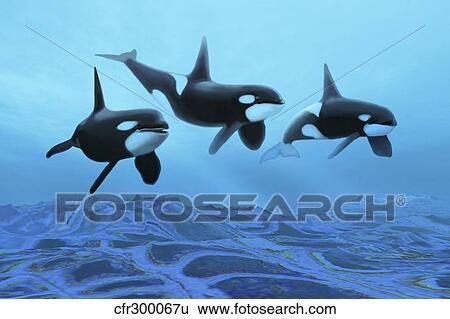 Stock Illustration - Three male killer whales swim over ancient fossil beds.. Fotosearch