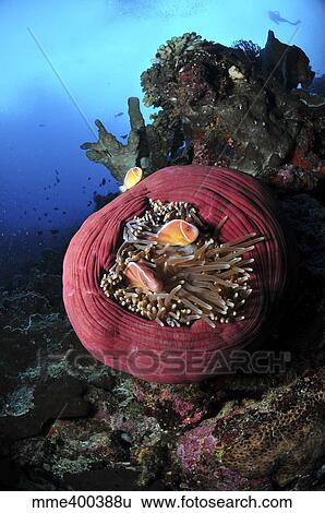Stock Photograph - Three pink anemonefish in a circular pink anemone, North Sulawesi.. Fotosearch