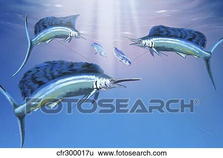 Three sailfish hunt for their prey. View Large Illustration Stock Illustration - Three sailfish hunt for their prey.. Fotosearch