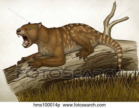 Thylacoleo carnifex, a marsupial and apex predator. View Large Illustration Stock Illustration - Thylacoleo carnifex, a marsupial and apex predator.. Fotosearch