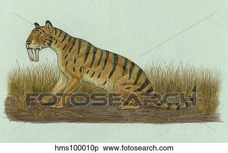 Thylacosmilus atrox, a genus of sabre-toothed predator. View Large Illustration Stock Illustration - Thylacosmilus atrox, a genus of sabre-toothed predator.. Fotosearch