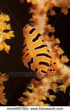 Stock Photograph - Tiger cowrie on yellow sea fan, Bali, Indonesia.. Fotosearch