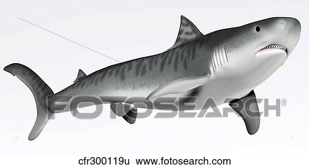Stock Illustration - Tiger Shark Profile. Fotosearch