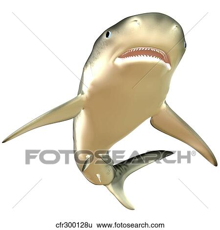 Tiger Shark View Large Illustration Stock Illustration - Tiger Shark. Fotosearch