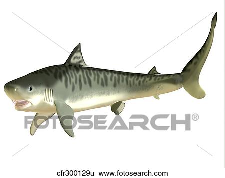 Stock Illustration - Tiger Shark. Fotosearch