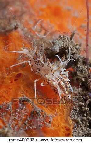 Stock Photograph - Tiger shrimp on orange sponge, Bali, Indonesia.. Fotosearch