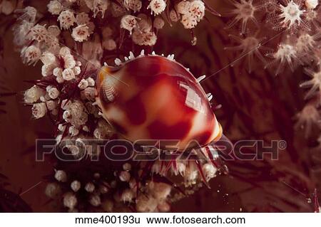 Tiny cowrie shell on dendronephtya soft coral, Indonesia. View Large Photo Image Stock Photograph - Tiny cowrie shell on dendronephtya soft coral, Indonesia.. Fotosearch