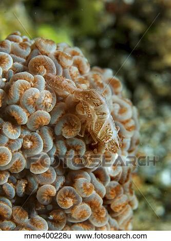 Stock Photograph - Tiny cryptic brown and grey shrimp mimicking soft coral.. Fotosearch