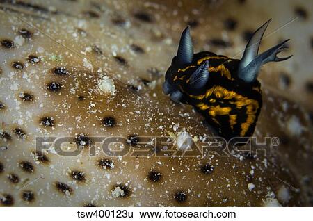 Stock Photograph - Tiny nudibranch on sea cucumber, Australia.. Fotosearch