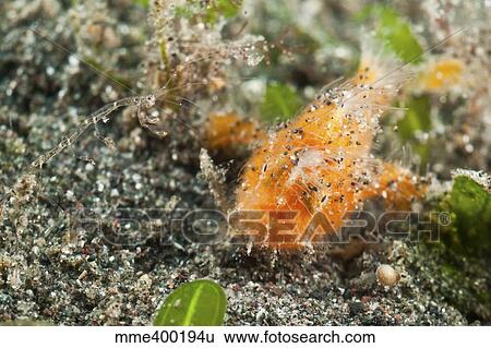 Stock Photograph - Tiny orange frogfish and skeleton shrimp, North Sulawesi, Indonesia.. Fotosearch