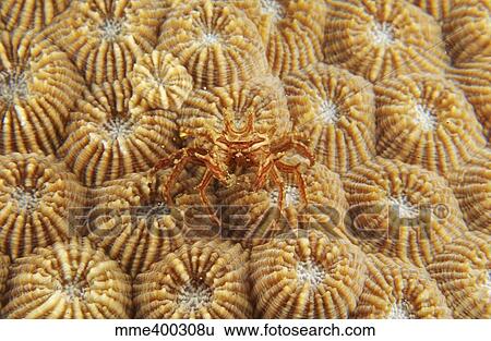 Tiny red and white crab on orange fire coral, North Sulawesi. View Large Photo Image Stock Photograph - Tiny red and white crab on orange fire coral, North Sulawesi.. Fotosearch