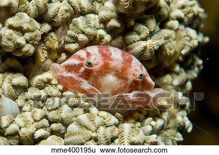 Stock Photograph - Tiny red and white striped raspberry crab, Komodo, Indonesia.. Fotosearch
