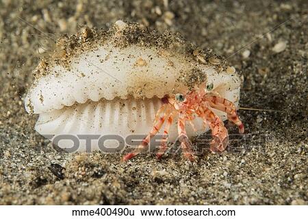Stock Photograph - Tiny red hermit crab with white conch shell.. Fotosearch
