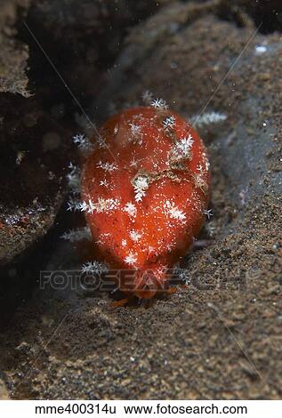 Tiny red yellow and white cowrie seashell, Bali, Indonesia. View Large Photo Image Stock Photograph - Tiny red yellow and white cowrie seashell, Bali, Indonesia.. Fotosearch