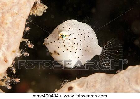 Stock Photograph - Tiny white filefish with small black spots, North Sulawesi.. Fotosearch