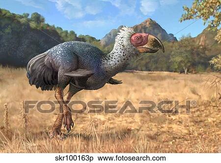 Titanis Walleri A Incapable Voler Carnivore Oiseau Depuis Les Pleistocene Epoch Banque Dillustrations