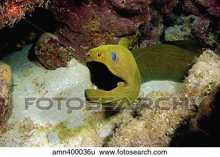Toothless green moray eel, Nassau, The Bahamas. View Large Photo Image Stock Photograph - Toothless green moray eel, Nassau, The Bahamas.. Fotosearch