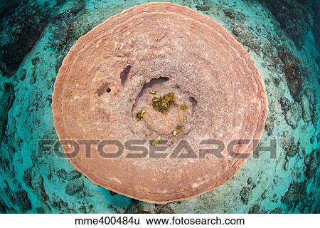 Stock Photograph - Top view of a pnk barrel sponge against the cyan reef bottom, Indonesia.. Fotosearch