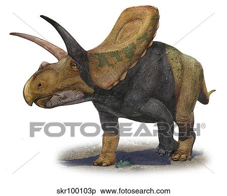 Torosaurus latus, a prehistoric era dinosaur. View Large Illustration Stock Illustration - Torosaurus latus, a prehistoric era dinosaur.. Fotosearch