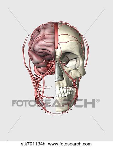 Transectional view of human skull showing half brain with veins. View Large Illustration Drawing - Transectional view of human skull showing half brain with veins.. Fotosearch