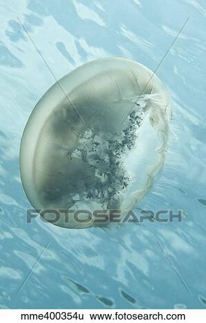 Stock Photograph - Translucent jellyish floating near the surface, North Sulawesi.. Fotosearch