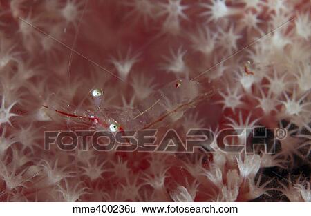 Translucent red shrimp on pink soft coral, North Sulawesi. View Large Photo Image Stock Photograph - Translucent red shrimp on pink soft coral, North Sulawesi.. Fotosearch