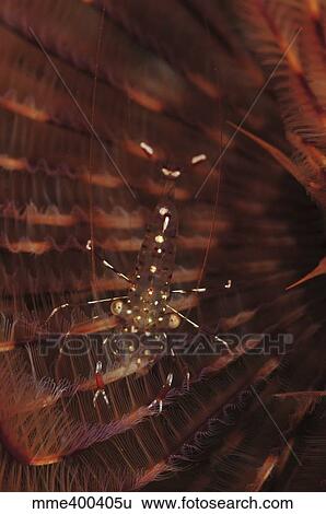 Transparent shrimp on a brown feather worm, Bali, Indonesia. View Large Photo Image Stock Photograph - Transparent shrimp on a brown feather worm, Bali, Indonesia.. Fotosearch